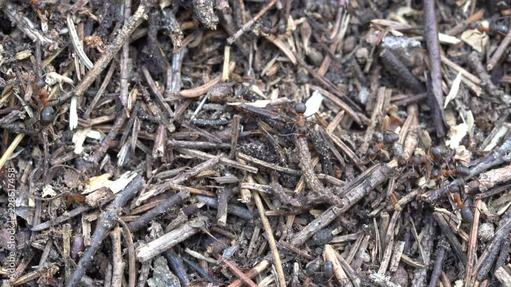 Big anthill in the woods. Big anthill with colony of ants in summer forest. Ants on the ant hill in the woods closeup, macro Big anthill in the woods. Big anthill with colony of ants in summer forest. Ants on the ant hill in the woods closeup, macro