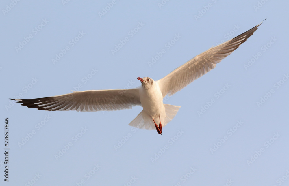 Seagull flying in the sky. Seagull flying in the sky.