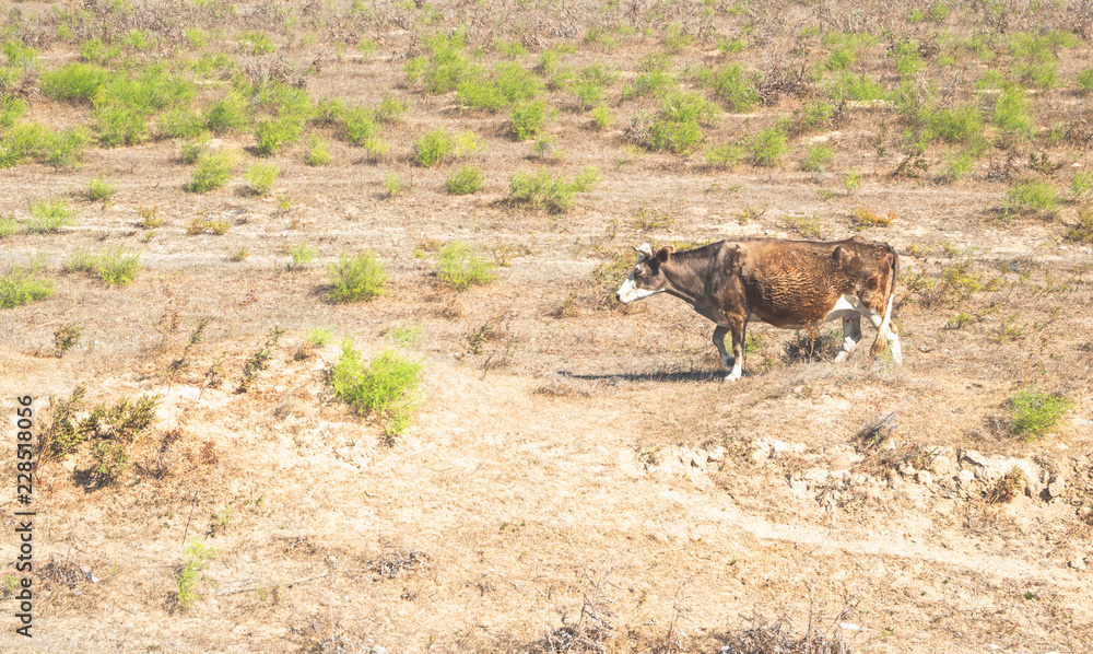 Fototapeta premium Cow grazing in a meadow in the dry season