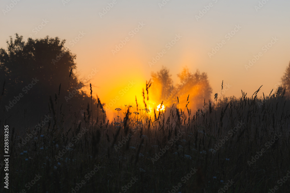 Obraz premium The sun's rays Shine through the fog in the summer morning at dawn in a field with trees