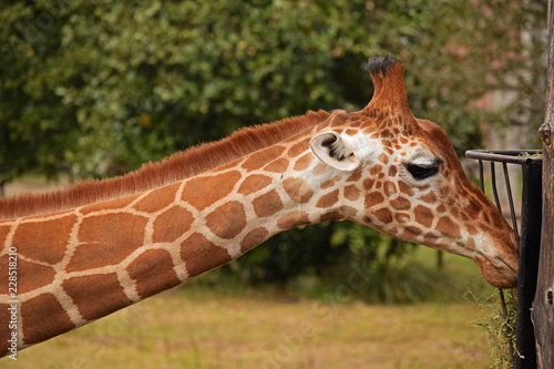 Photography giraffe in zoo