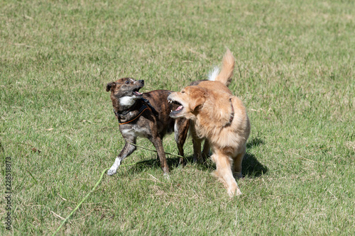 遊ぶ犬