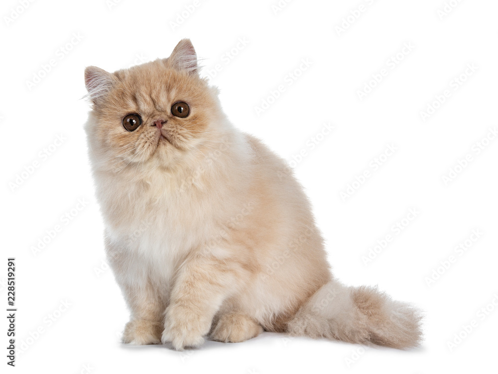 Fluffy cream Persian cat kitten sitting side ways, looking curious at lens with big brown eyes isolated on white background