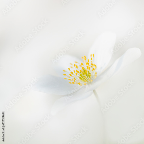 Weiße Blumen - Buschwindröschen (wood anemone)