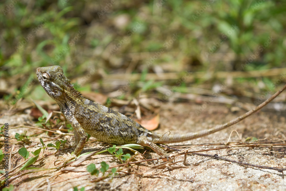 garden lizard, Animal, Nature, wildlife, srilanka garden lizard, Animal, Nature, wildlife, srilanka