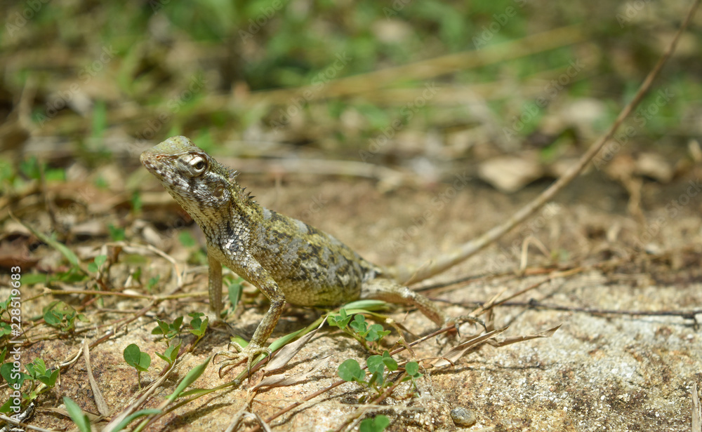 garden lizard, Animal, Nature, wildlife, srilanka garden lizard, Animal, Nature, wildlife, srilanka