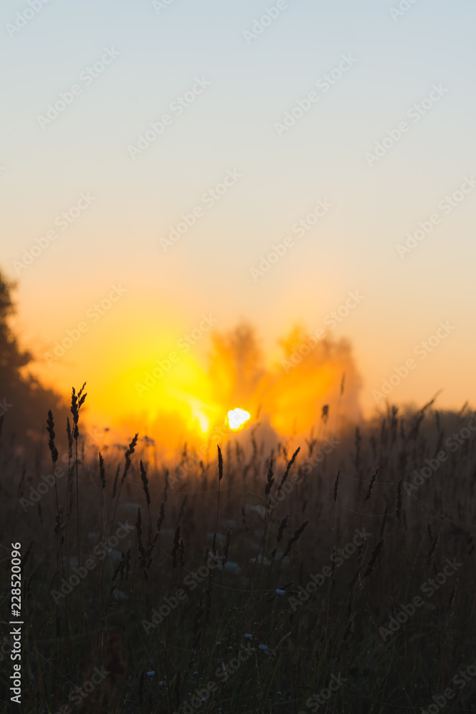 The sun's rays Shine through the fog in the summer morning at dawn in a field with trees The sun's rays Shine through the fog in the summer morning at dawn in a field with trees