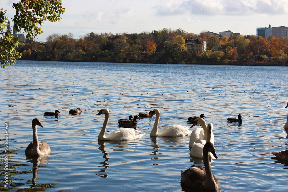 Fototapeta premium water birds in waterchannel 