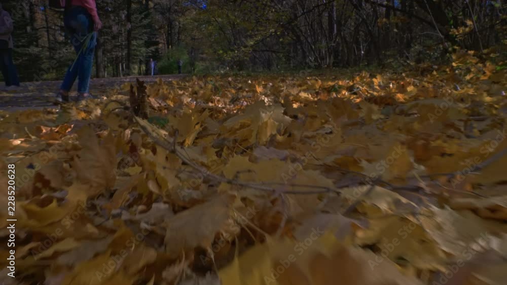 Autumn forest with golden yellow leaves and blue sky on background, sunlight through trees, perfect beautiful weather Autumn forest with golden yellow leaves and blue sky on background, sunlight through trees, perfect beautiful weather