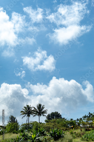 Trees and mountains on a bright sky.