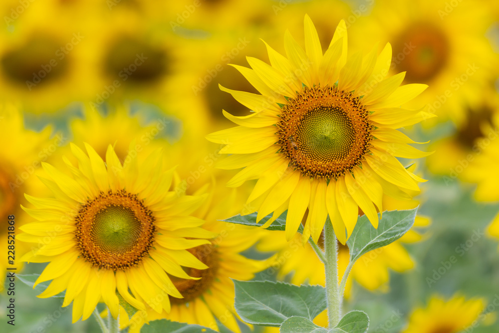 Closeup Beautiful of a Sunflower or Helianthus in Sunflower Field, Bright yellow sunflower Lopburi, Thailand Closeup Beautiful of a Sunflower or Helianthus in Sunflower Field, Bright yellow sunflower Lopburi, Thailand