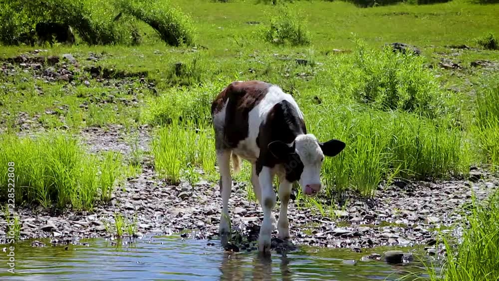 summer landscape. a small calf on the Bank of the river drinking water from the river. on the banks of the river green grass summer landscape. a small calf on the Bank of the river drinking water from the river. on the banks of the river green grass