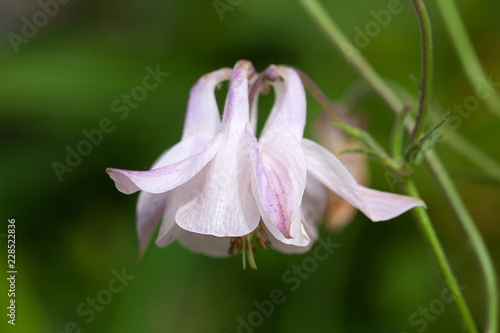 Close of up palest pink Colombine, Aquilegia vulgaris, flower against a green background