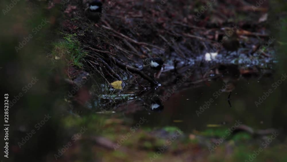 coal tit, Periparus ater, bathing in a woodland pool during a autumn afternoon. coal tit, Periparus ater, bathing in a woodland pool during a autumn afternoon.