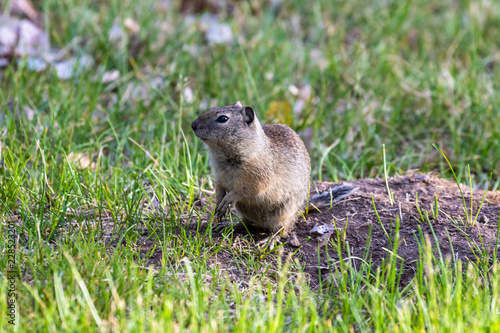 Photography Belding's ground squirrel