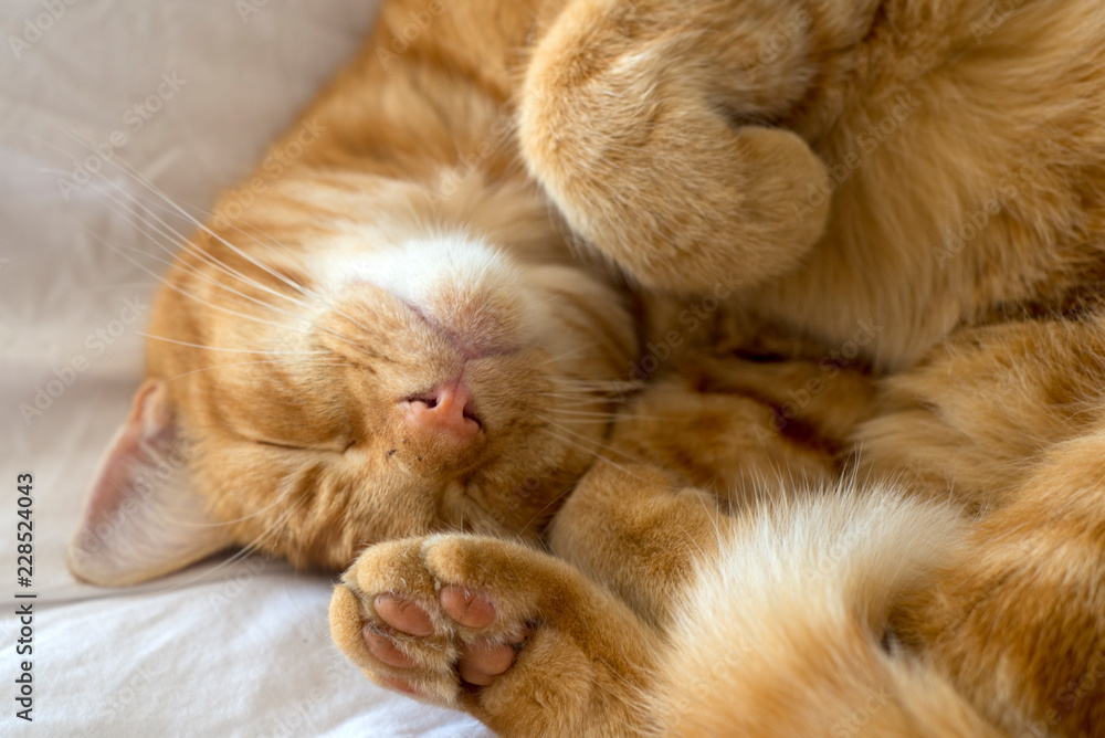 A ginger cat fast asleep on the sofa - obrazy, fototapety, plakaty 