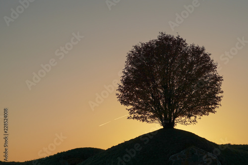 silhouette of a rowan tree