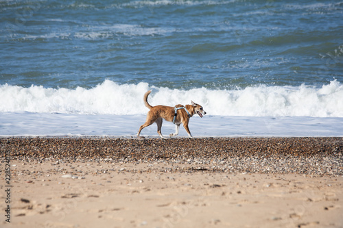Ein Hund rennt am Strand entlang