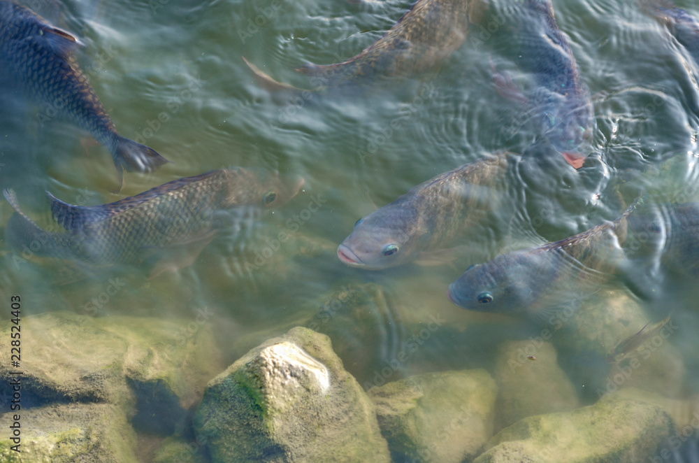 Fototapeta premium Fish in the Natural Pool