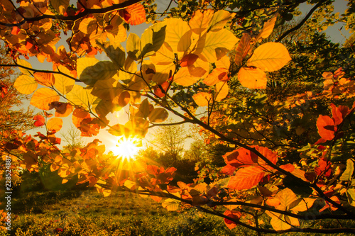 Wunderschöner bunter goldener Herbst photo