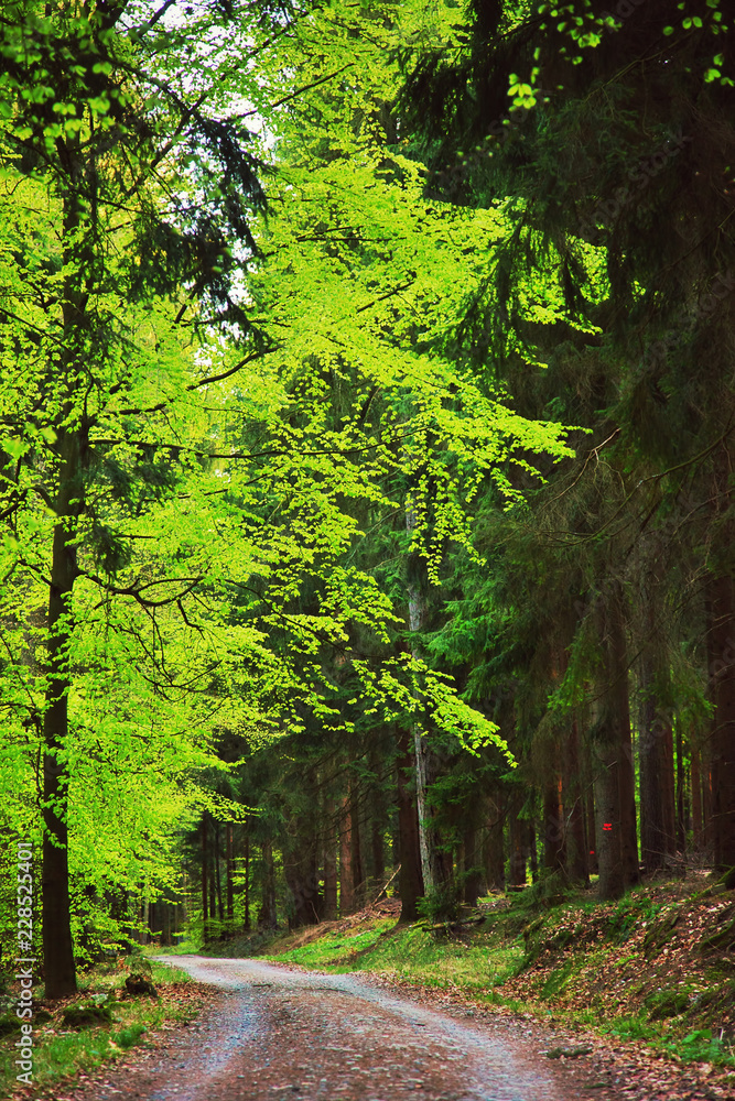 Beautiful Green Forest in Nature Beautiful Green Forest in Nature