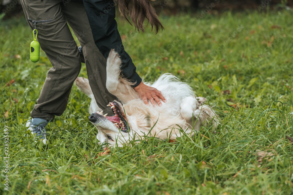 cropped shot of young woman playing with golden retriever on green grass at park