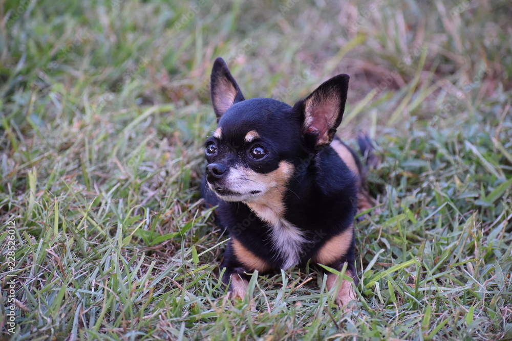 Black adult female Chihuahua