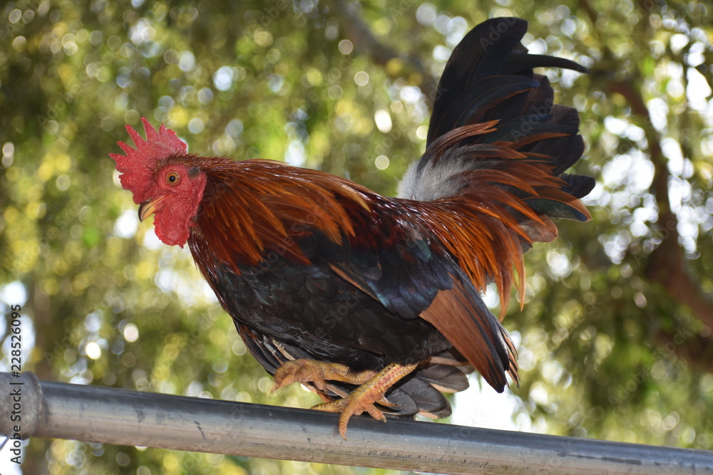 Serama rooster