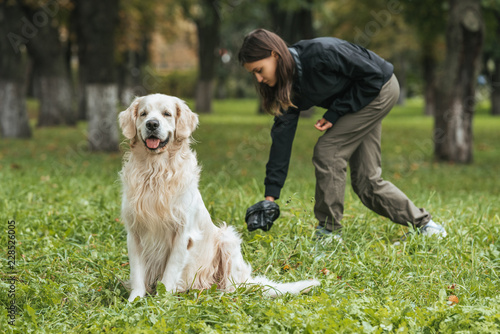 young woman cleaning after golden retriever dog in park photo