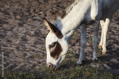 Female mini-donkey