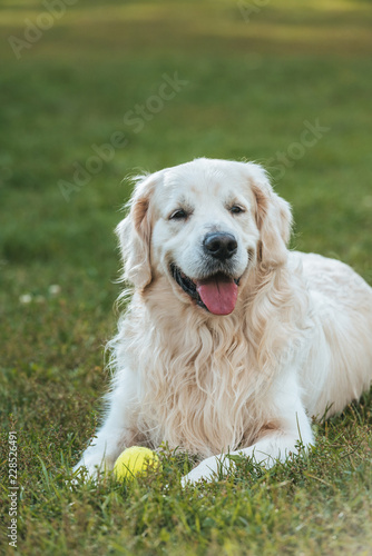 cute funny retriever dog lying with ball on grass