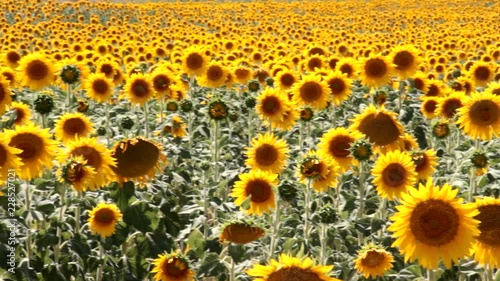 field of sunflowers