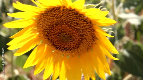 field of sunflowers
