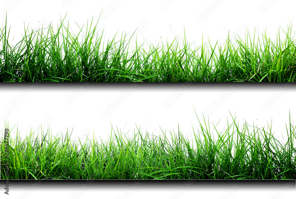 Green grass isolated on white background Green grass isolated on white background