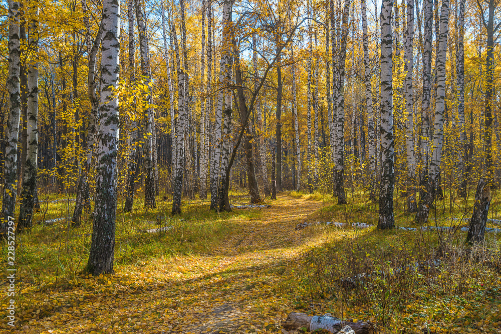 Beautiful autumn forest on sunny day