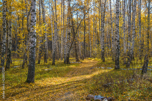 Beautiful autumn forest on sunny day © stsvirkun