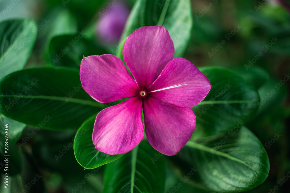 flower in garden flower in garden