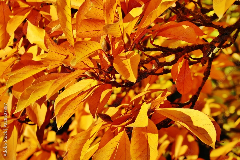 Magnolie im Herbst Magnolie im Herbst