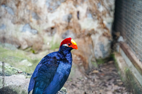 Portrait of a colorful violet turaco