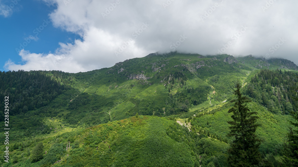 Beautiful green nature landscape of trees and forests in rural areas of Blacksea region, Artvin, Turkey