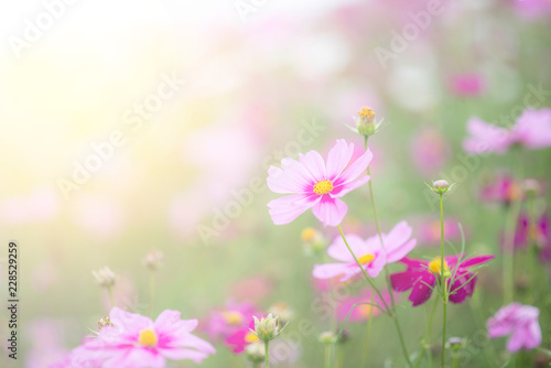Beautiful pink and colorful pastel flower field,blur flowers for background
