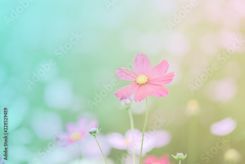 Beautiful pink and colorful pastel flower field,blur flowers for background © Nui1312