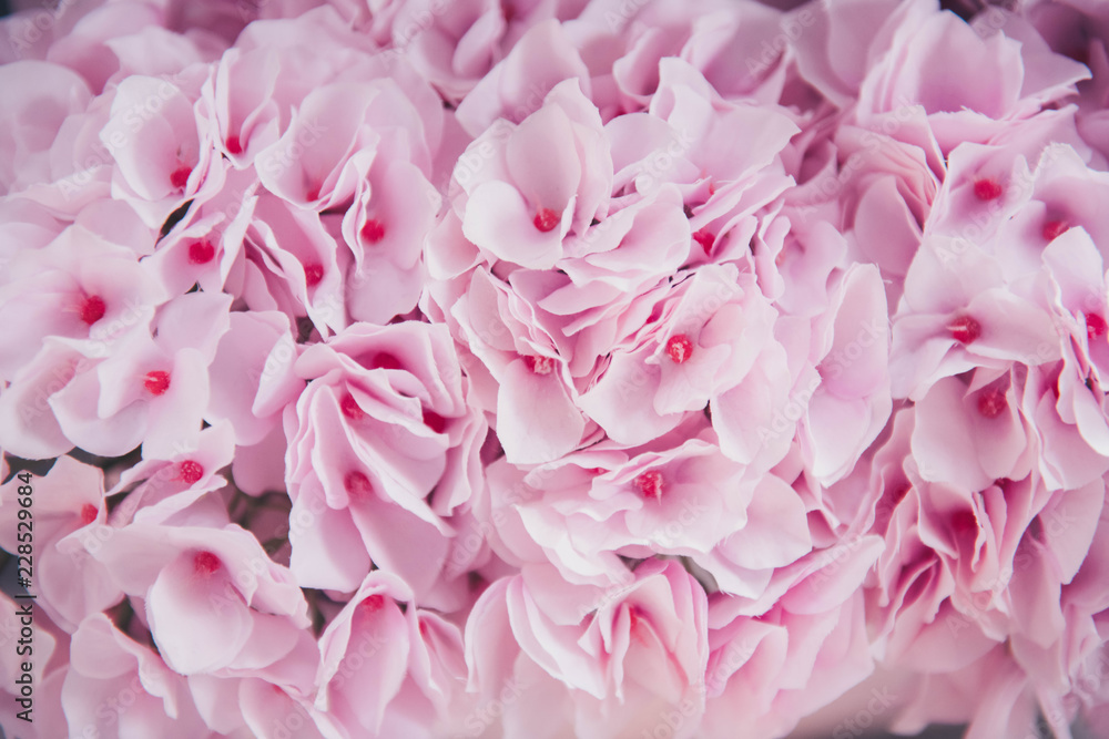 Close up of a pink flowers. 