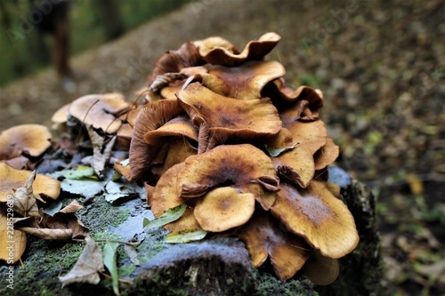 mushroom in Buxton