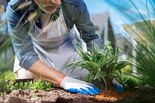 Green flower. Bearded mature man wearing white gloves and striped apron planting little green flower outside the house