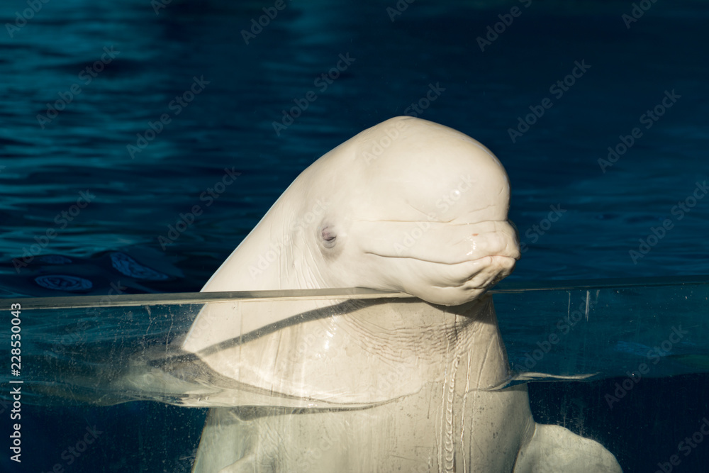 Fototapeta premium シロイルカ
