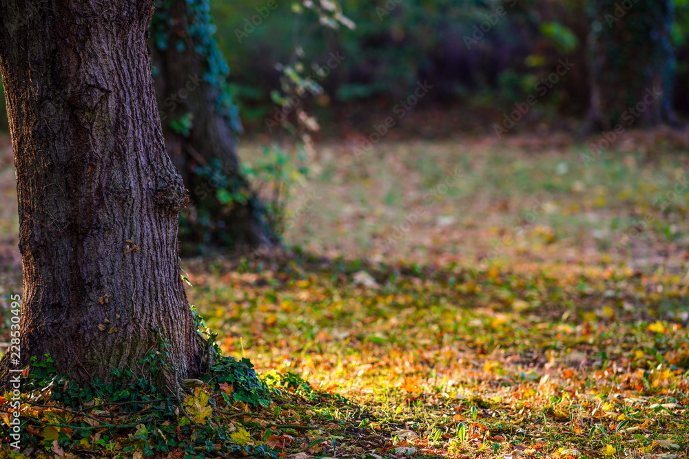 Herbstwald Herbstwald