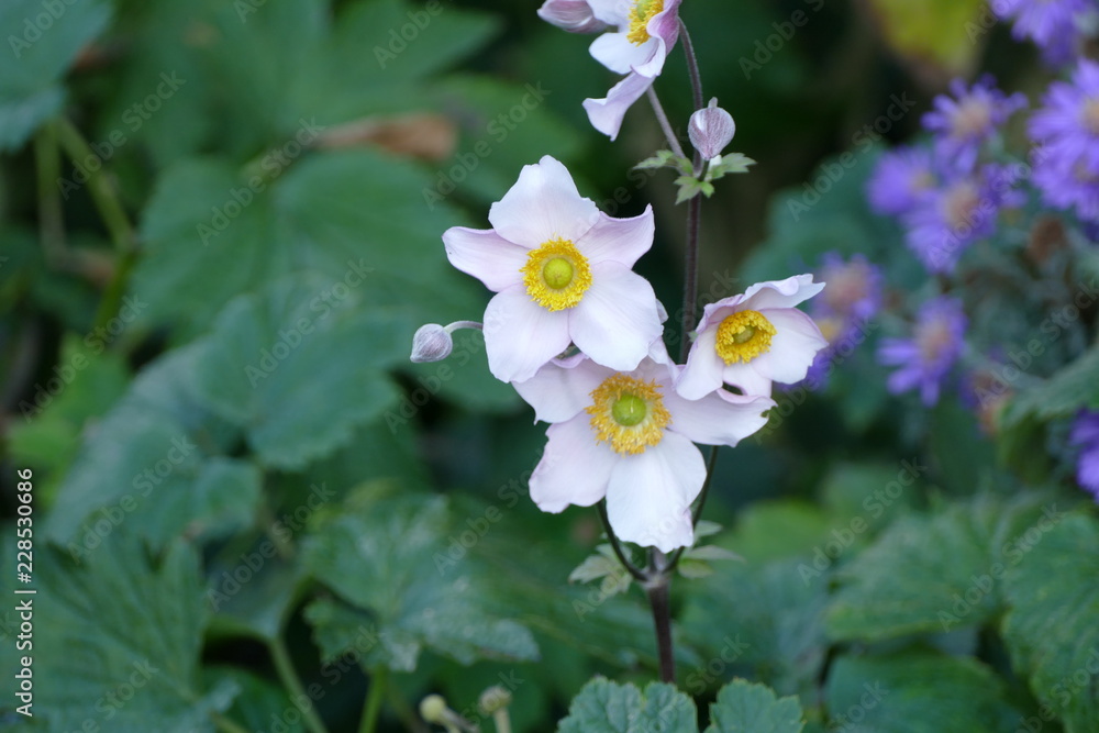 Fototapeta premium white and yellow blossoms