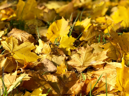 Yellow fall leaves background 