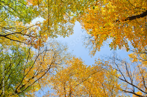 Top of trees of autumn forest in the colors of autumn